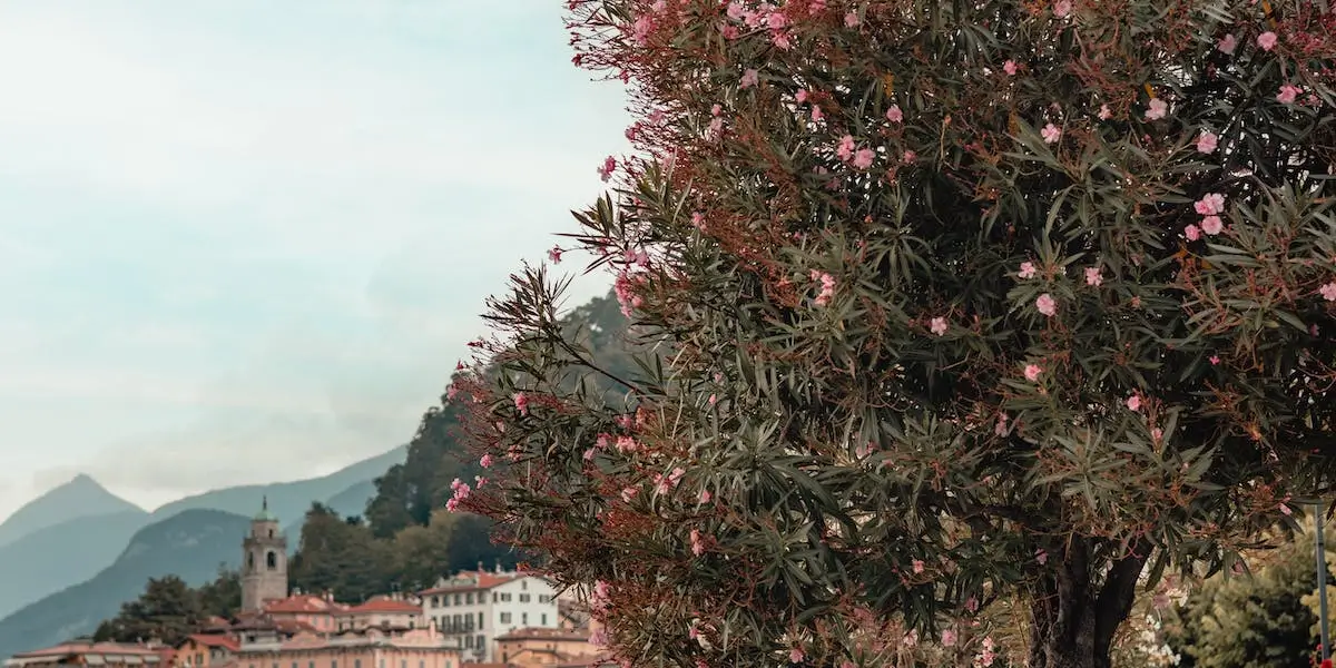 No momento, você está visualizando Como criar um anúncio de imóvel que vende rápido